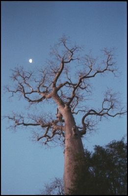 Baobab & Moon