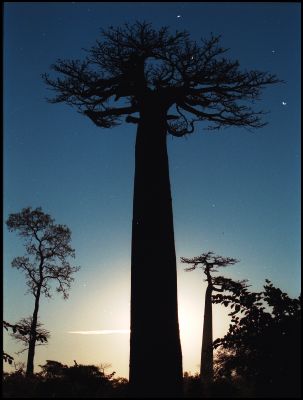 Baobab at dawn
