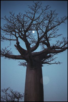 Baobab & Moon