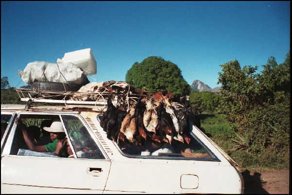 Taxi-Be loaded with live chickens