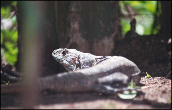 Iguana