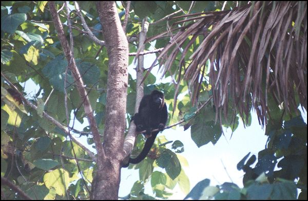 Howler Monkey