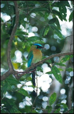 Blue-crowned Motmot