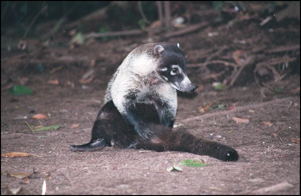 White-nosed Coati