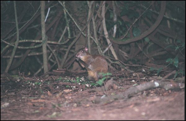 Agouti