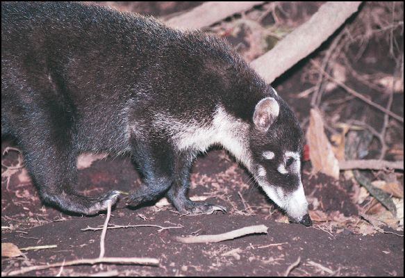 White-nosed Coati