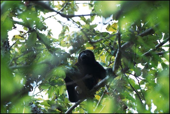 Howler Monkey