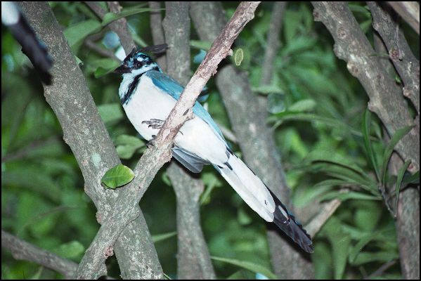 White Throated Magpie-Jay