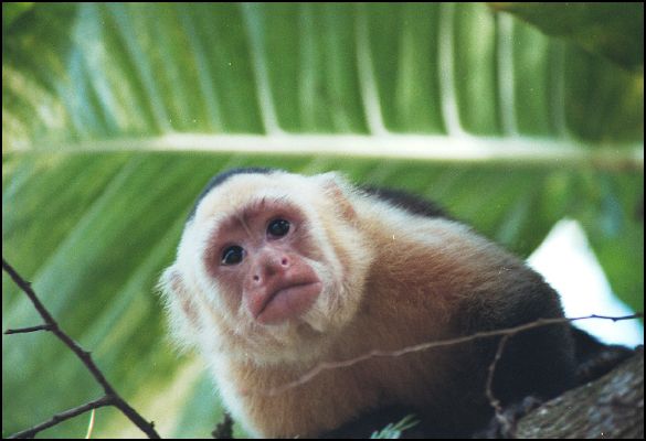 White Faced Monkey