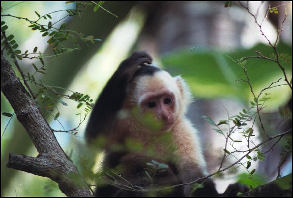 White Faced Monkey