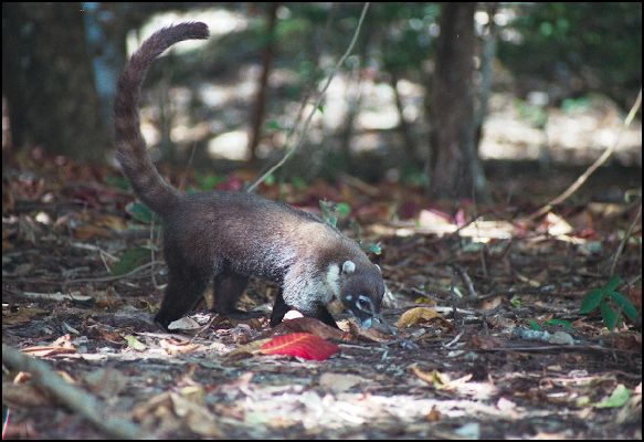 White-nosed Coati