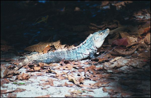 Iguana