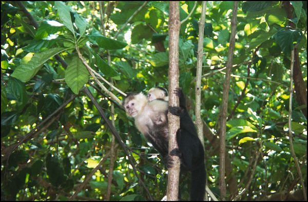 White Faced Monkey