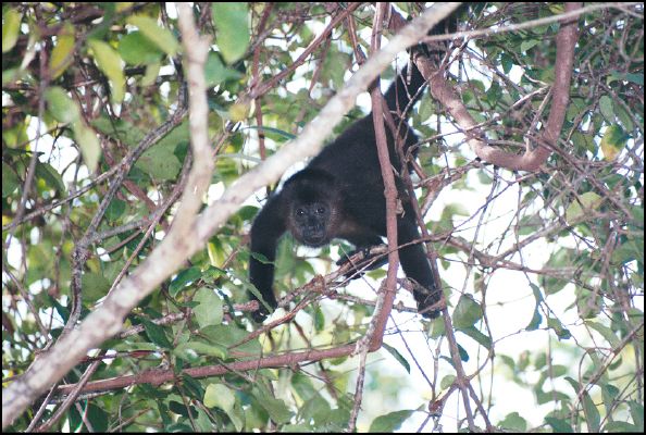 Howler Monkey