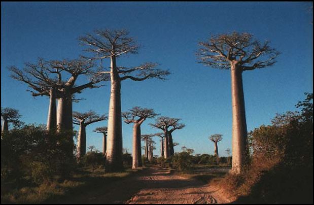 Avenue du Baobab