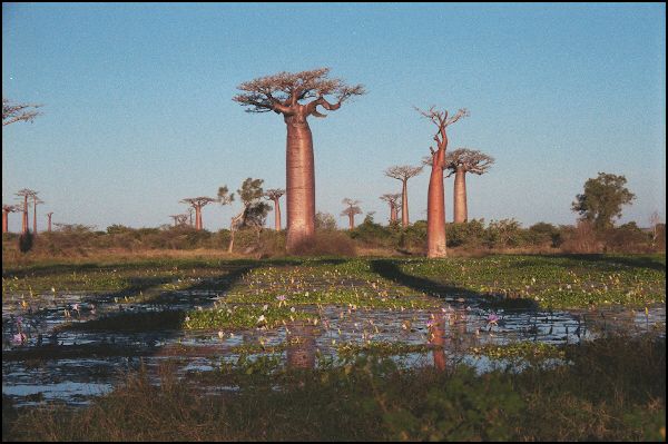 Baobabs at lake