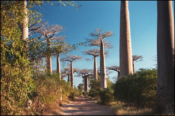 Avenue du Baobab