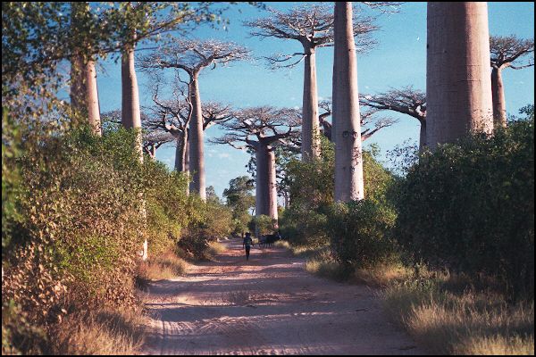 Avenue du Baobab