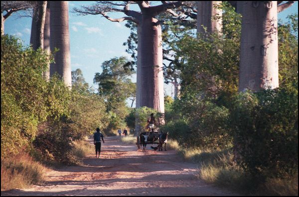 Avenue du Baobab