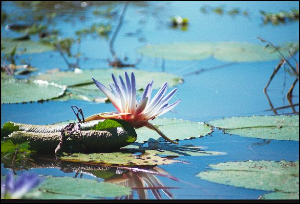 Water Lillies