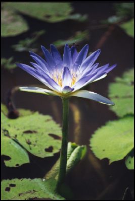 Water Lillies