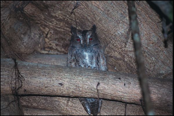 Owl at the Tsingy