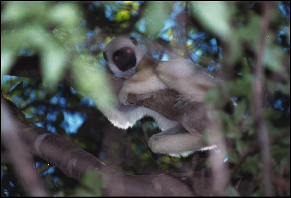 Verreaux's Sifaka