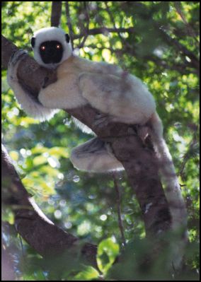 Verreaux's Sifaka