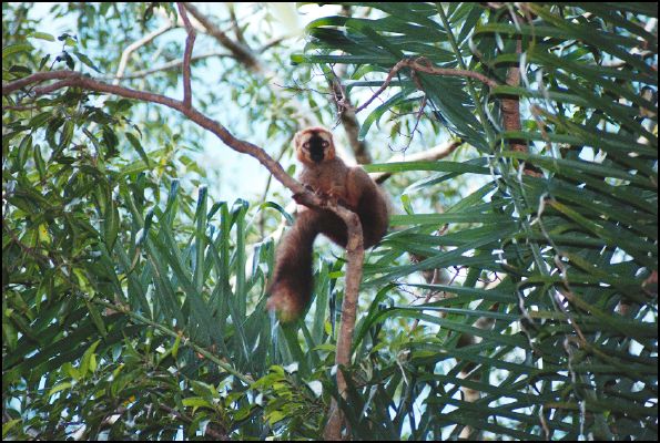 Brown Lemur