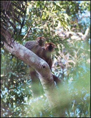 Two Brown Lemurs