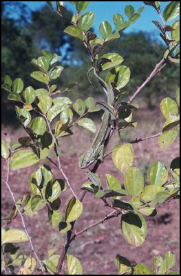 Chameleon in tree