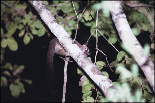 Lepilemur at night