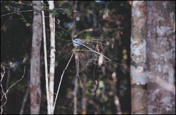 Paradise Flycatcher