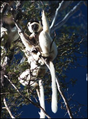 Verreaux's Sifaka