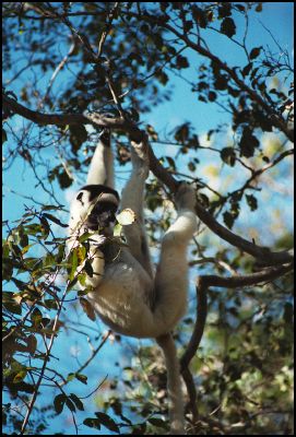 Verreaux's Sifaka