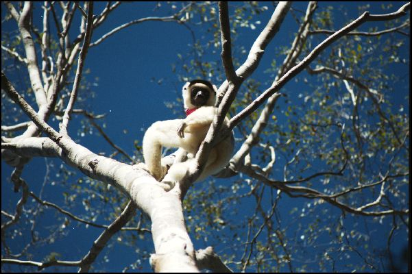 Verreaux's Sifaka