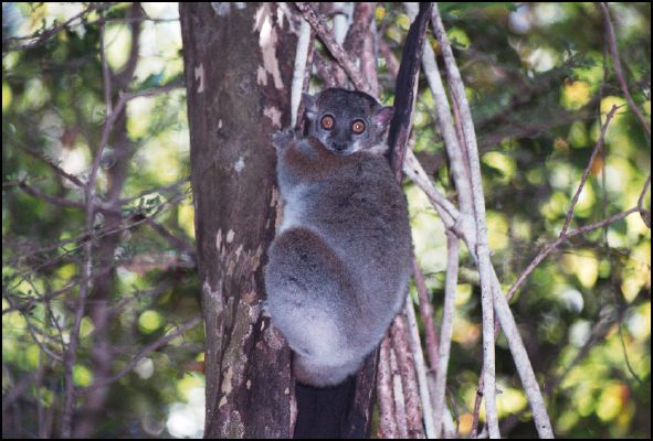 Lepilemur