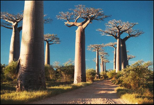 Avenue du Baobab