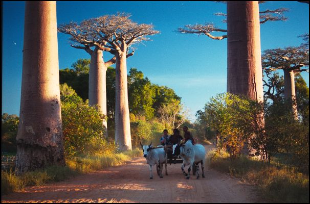 Avenue du Baobab