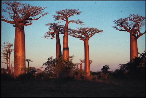 Avenue du Baobab