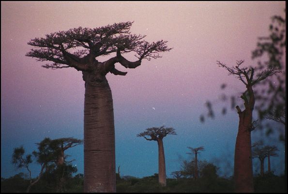 Avenue du Baobab