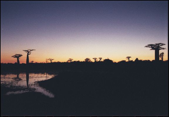 Avenue du Baobab