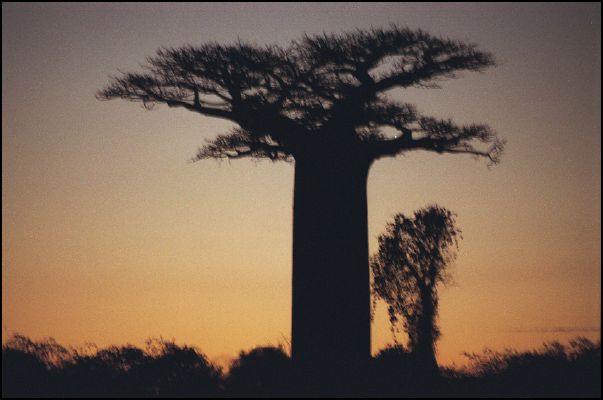 Baobab at dawn