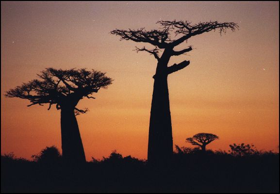 Baobab at dawn