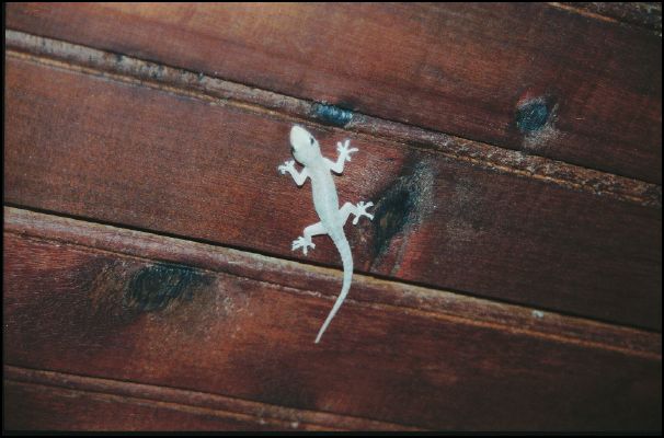 Gecko