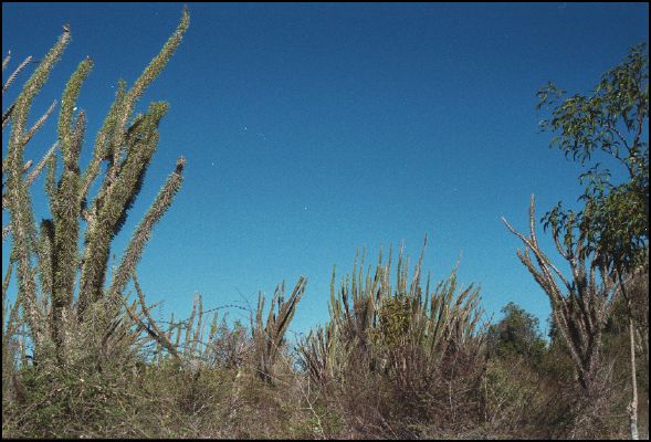 The Spiny Forest at Ifaty