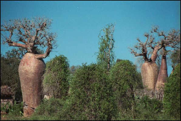 Baobabs at Ifaty