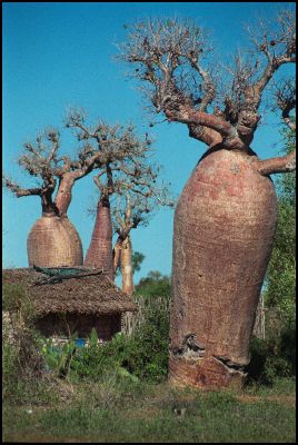 Baobabs at Ifaty