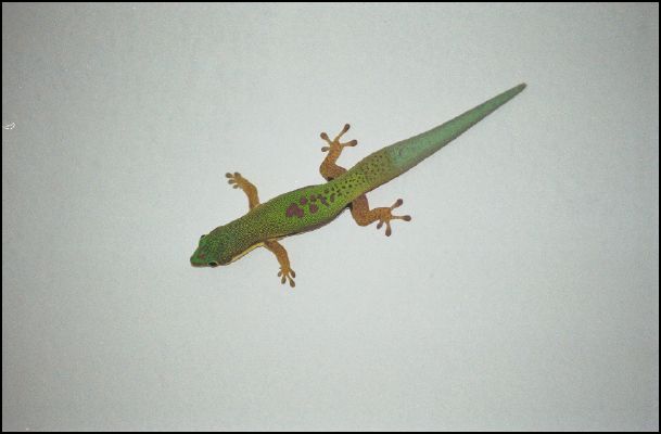 Gecko