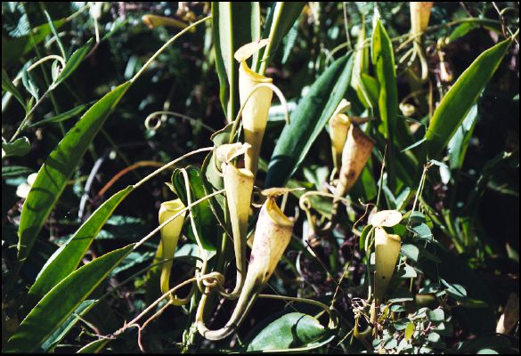 Pitcher Plant